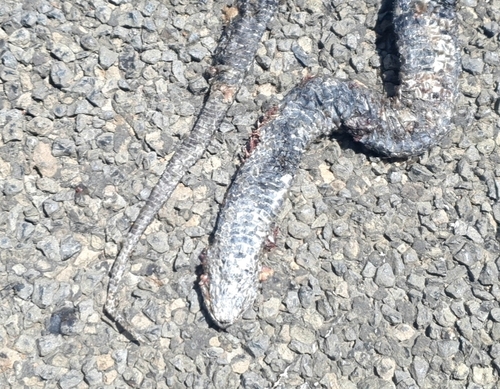 Blue-bellied Black Snake sighting