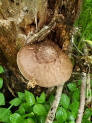 Pluteus granularis