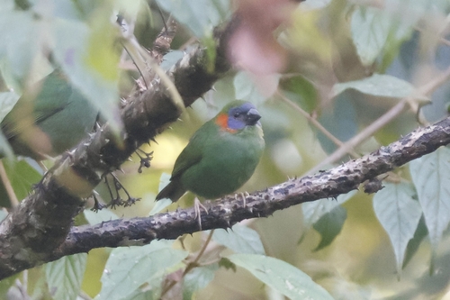 Red-eared Parrotfinch (Erythrura coloria), photo 3