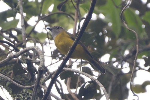 Yellow-bellied Whistler (Pachycephala philippinensis), photo 2