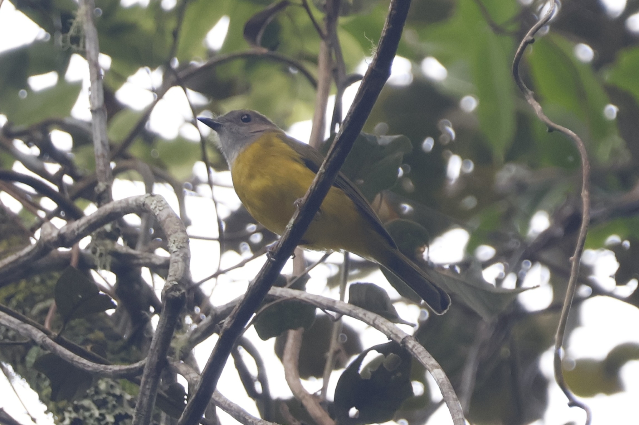 Yellow-bellied Whistler (Pachycephala philippinensis), photo 2