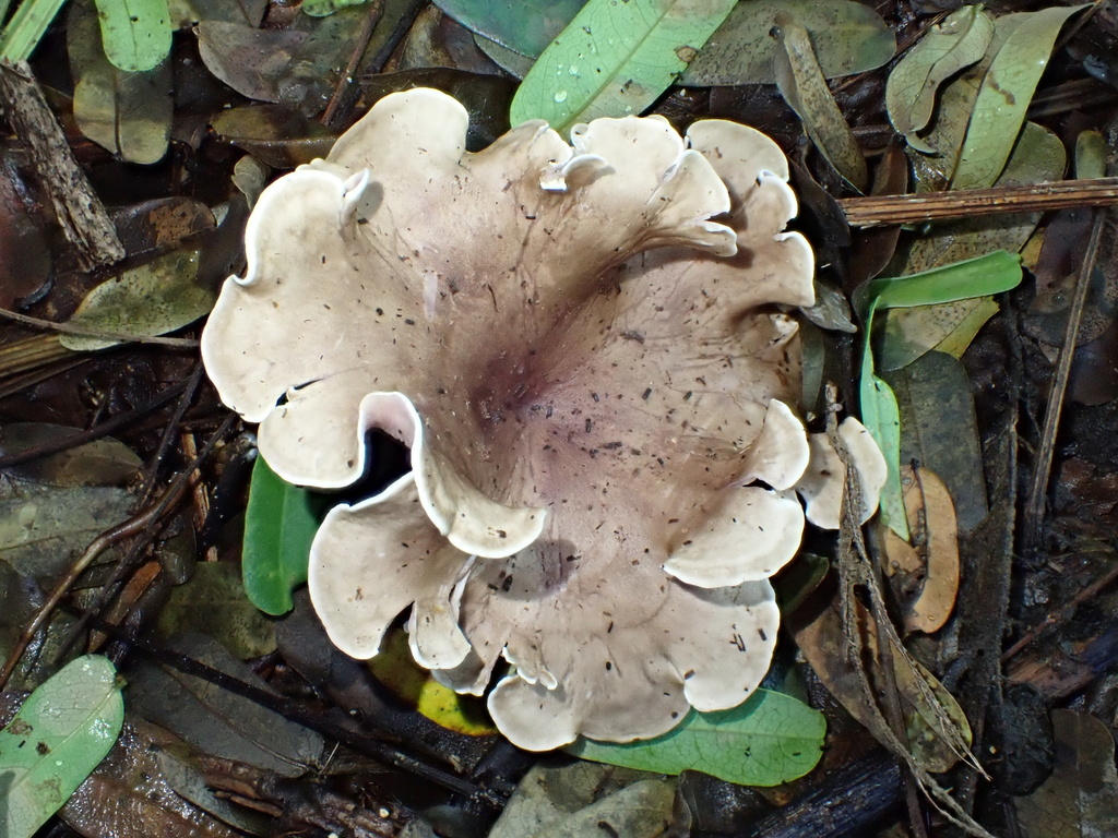 Trogia cantharelloides · December 2024 · photo: © jeanpaulboerekamps (iNaturalist, cc0)