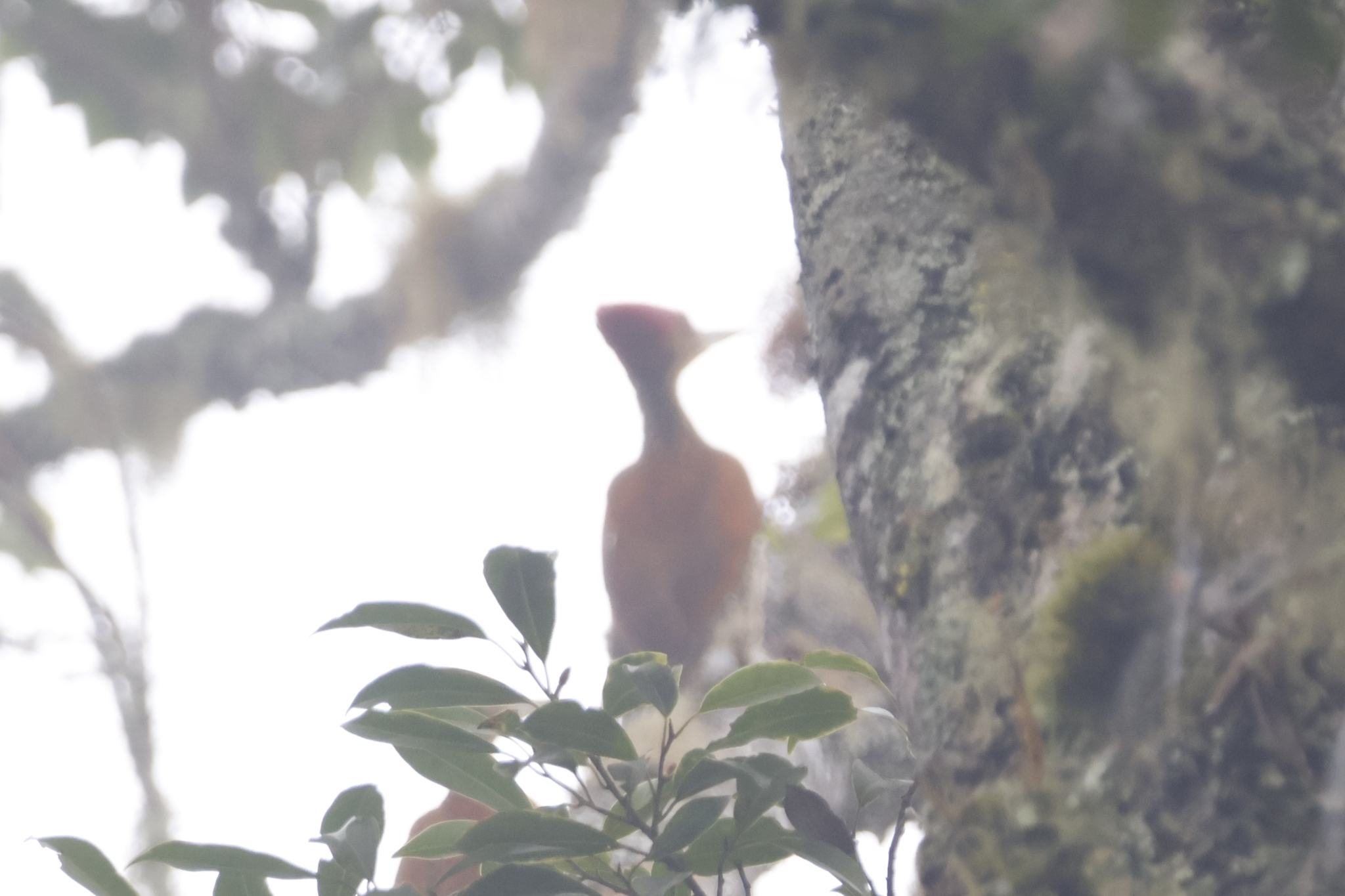 Buff-spotted Flameback (Chrysocolaptes lucidus), photo 3