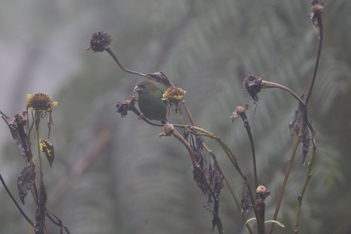 Red-eared Parrotfinch (Erythrura coloria), photo 2