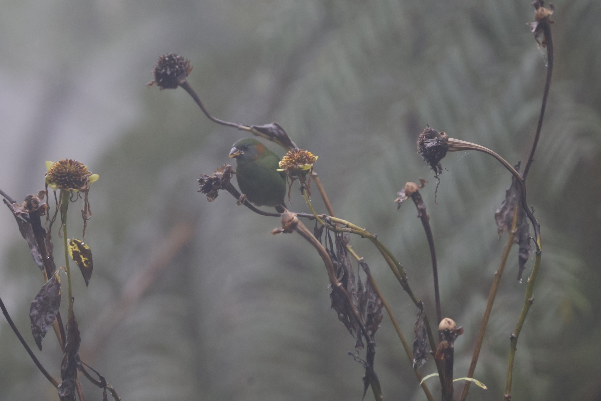 Red-eared Parrotfinch illustration