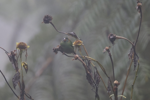 Red-eared Parrotfinch (Erythrura coloria), photo 3