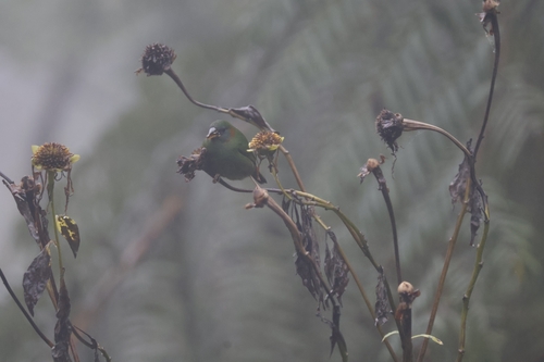 Red-eared Parrotfinch (Erythrura coloria), photo 4