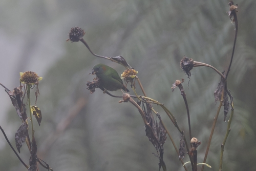Red-eared Parrotfinch (Erythrura coloria), photo 5