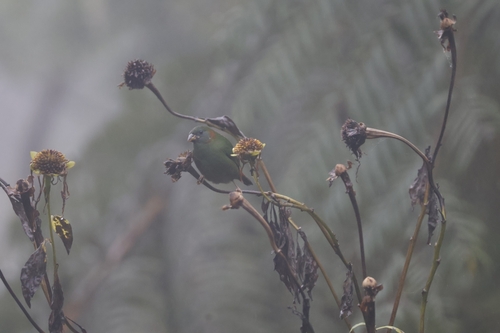 Red-eared Parrotfinch (Erythrura coloria), photo 6