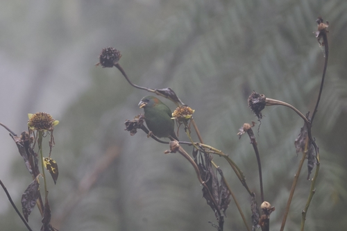 Red-eared Parrotfinch (Erythrura coloria), photo 7