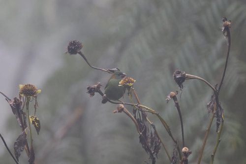 Red-eared Parrotfinch (Erythrura coloria), photo 8