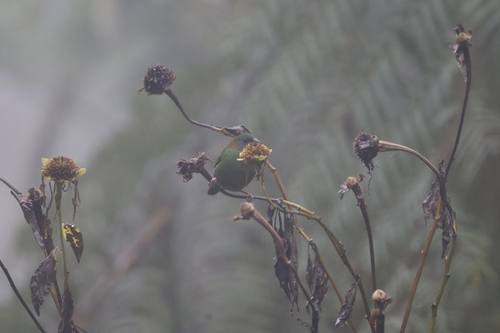 Red-eared Parrotfinch (Erythrura coloria), photo 9