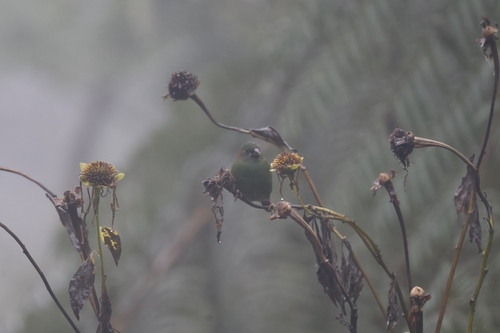 Red-eared Parrotfinch (Erythrura coloria), photo 10