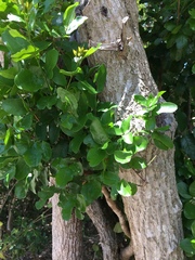 Krugiodendron ferreum image