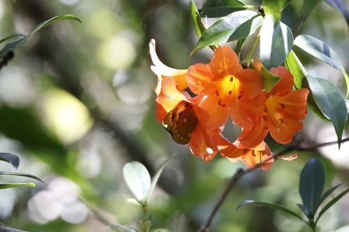 Delias apoensis