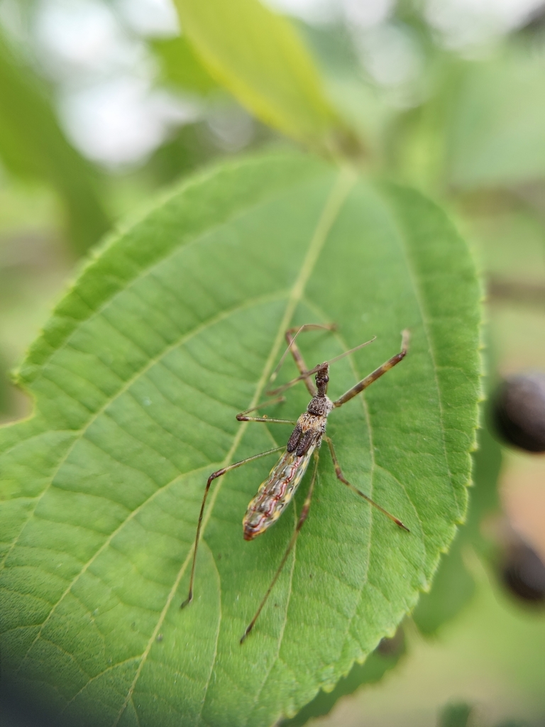 Hari Insect Harpactorini from Karuvalur, Tamil Nadu 641670, India on December 22 ...