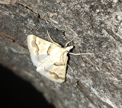 Pseudoschinia elautalis