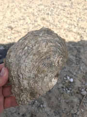 Pinctada mazatlanica