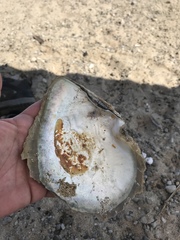 Pinctada mazatlanica