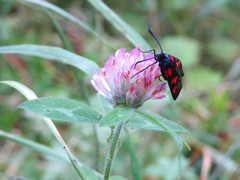 Zygaena viciae