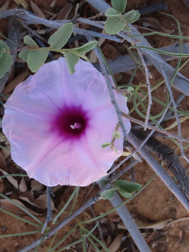 Narrowleaf Morning Glory (Ipomoea bolusiana)
