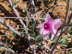 Ipomoea bolusiana, photograph dune_ninja, CC0, iNaturalist via GBIF