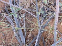 Ipomoea bolusiana, photograph dune_ninja, CC0, iNaturalist via GBIF