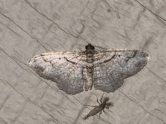 Costaconvexa