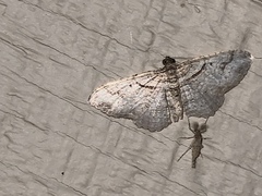 Costaconvexa