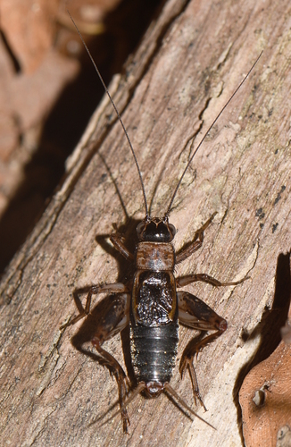 Wood Cricket, photo 2 of 9