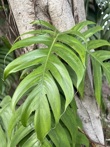 Epipremnum pinnatum iNat (3)