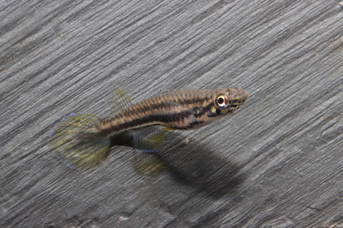 Epiplatys bifasciatus