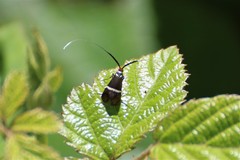 Adela australis