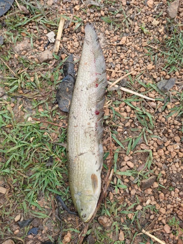 Reticulated Knifefish
