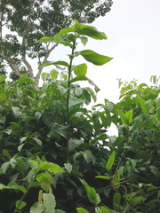 Costus arabicus