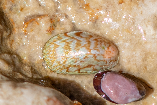 Ribbed Crenella