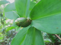 Costus arabicus