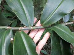 Costus arabicus