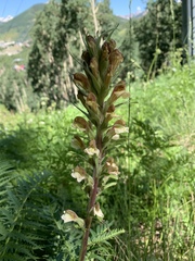 Pedicularis procera