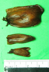 Costus arabicus