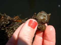 Molgula manhattensis