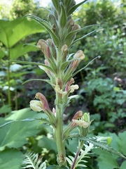 Pedicularis procera