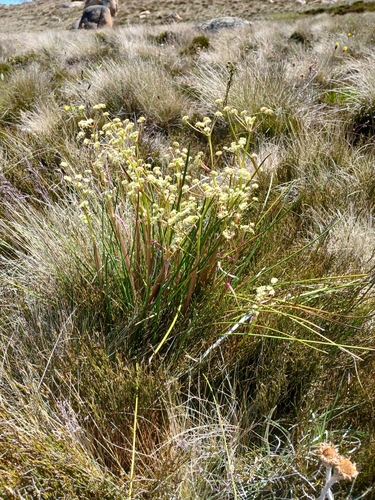 Image of Aciphylla simplicifolia by (c) Leon Perrie, some rights reserved (CC BY)