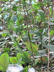 Costus arabicus