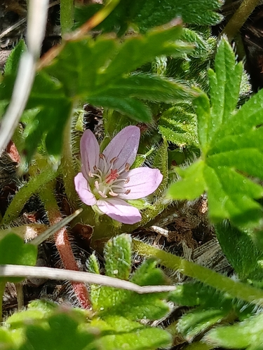 Image of Geranium antrorsum by (c) naturewatchwidow, some rights reserved (CC BY)