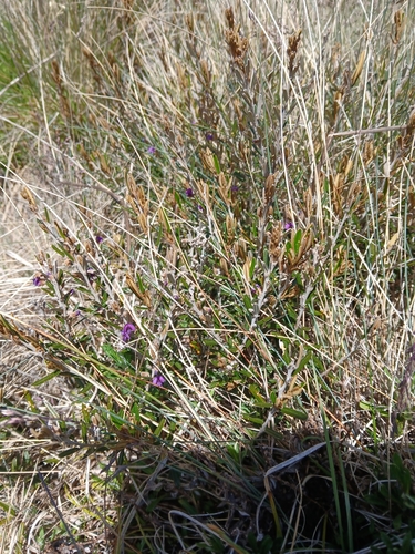 Image of Hovea montana by (c) naturewatchwidow, some rights reserved (CC BY)