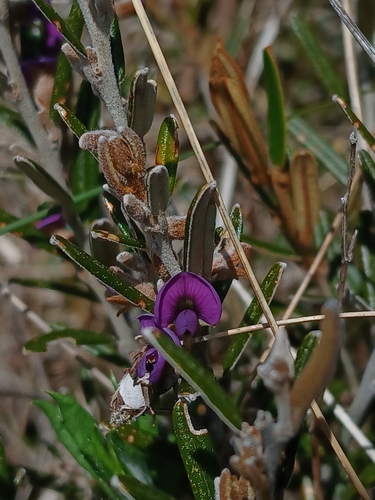 Image of Hovea montana by (c) naturewatchwidow, some rights reserved (CC BY)
