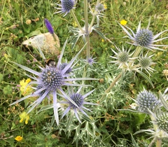 Eryngium bourgatii