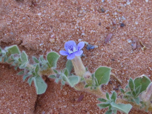 Image of Aptosimum Elongatum (Aptosimum elongatum) by no rights reserved