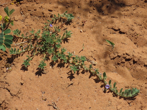 Image of Aptosimum Elongatum (Aptosimum elongatum) by no rights reserved